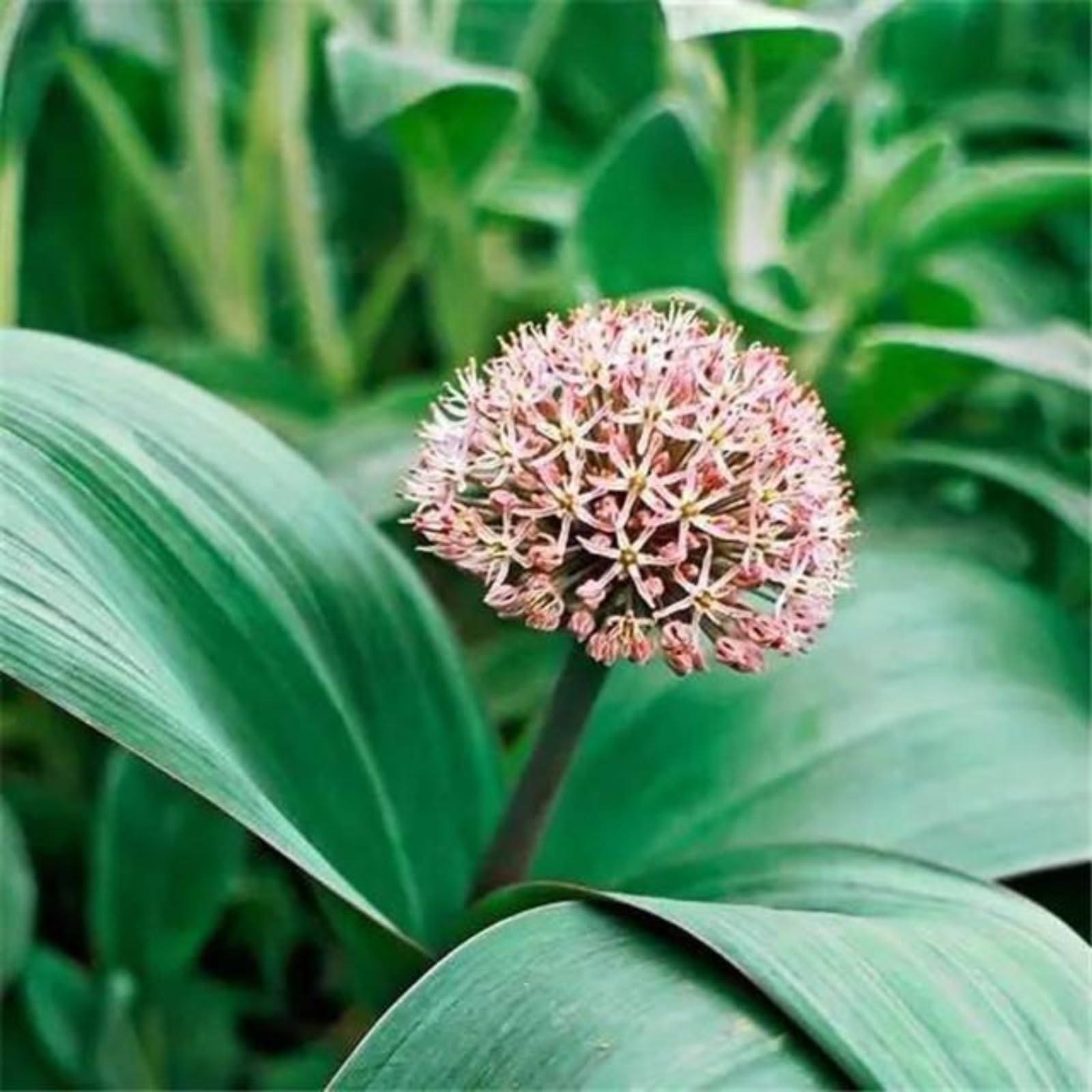Stunning Allium Bulbs Mix for Planting Now UK/Greening Flower/Good for Containers/Natural Organic/Strong Plants That Grow Well/Cut Flowers/Wedding Flowers.-10bulbs-F