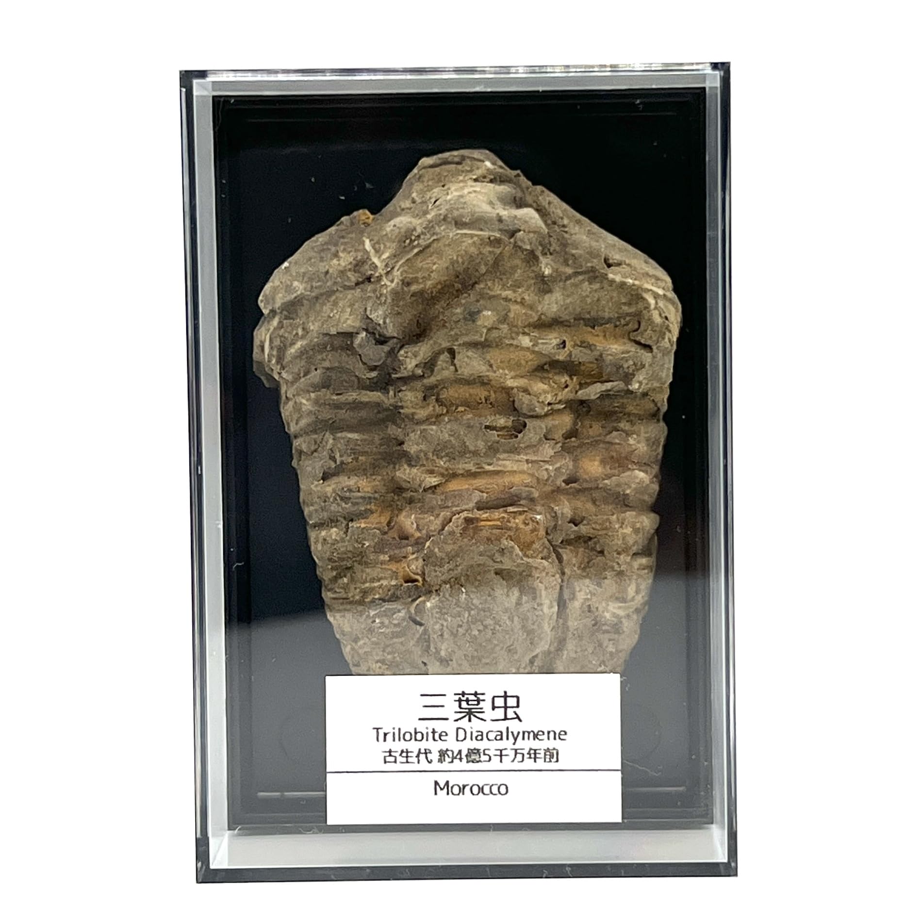 つくしサイエンス 三葉虫 化石 恐竜 本物 古生代 モロッコ産 (5-7cm) ケース付き