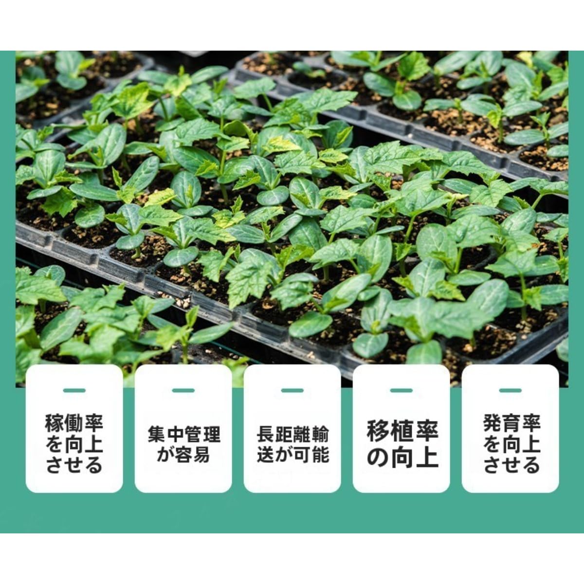 Amazon.co.jp: Fiozwea 育苗トレイ、挿し木繁殖ボックス、72セル植栽