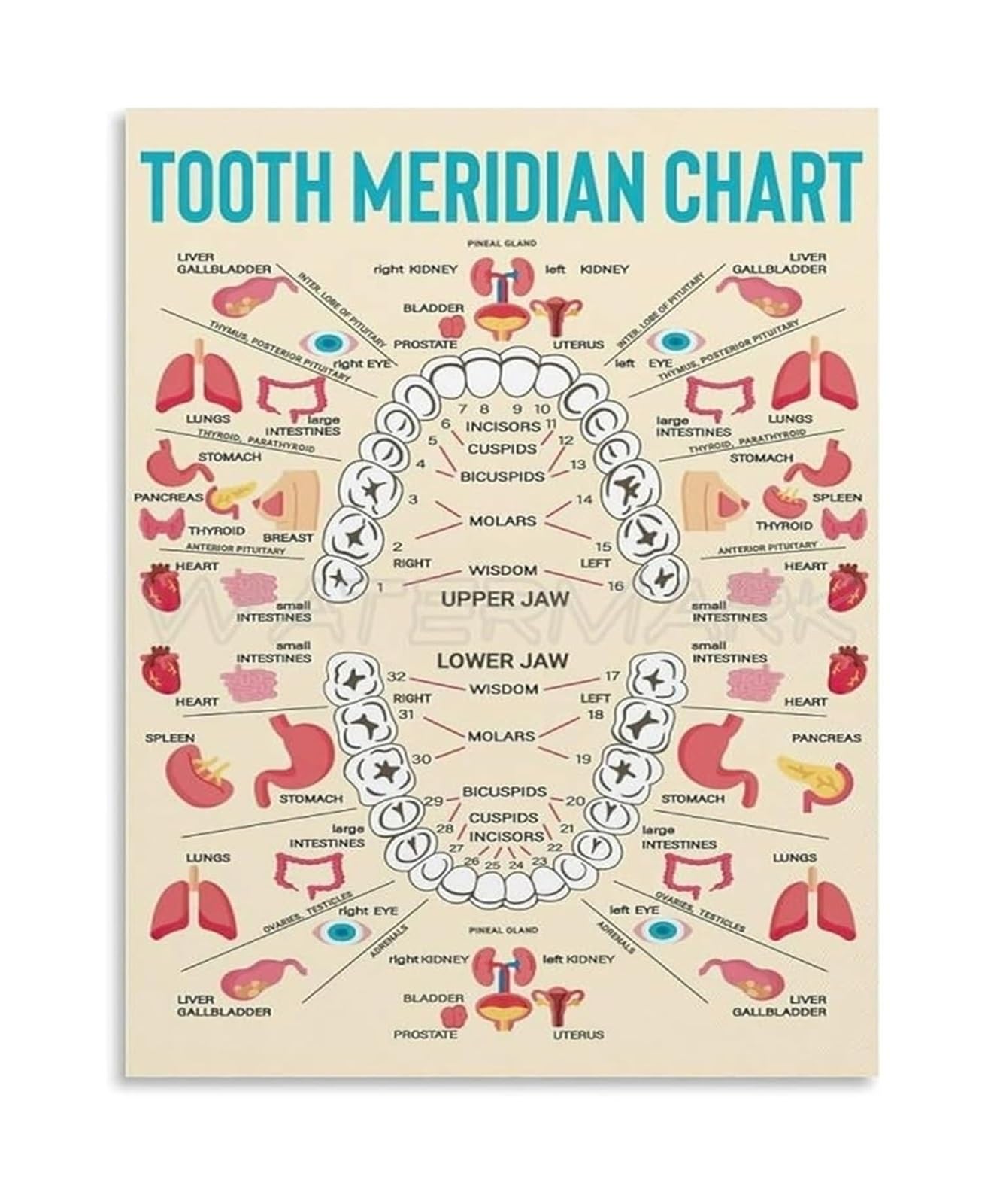 MDBJTCYZN Anatomy Chart Tooth Structure Educational Poster Canvas Wall-Art for Clinic Office Decor(Unframed,08x12inch(20x30cm))