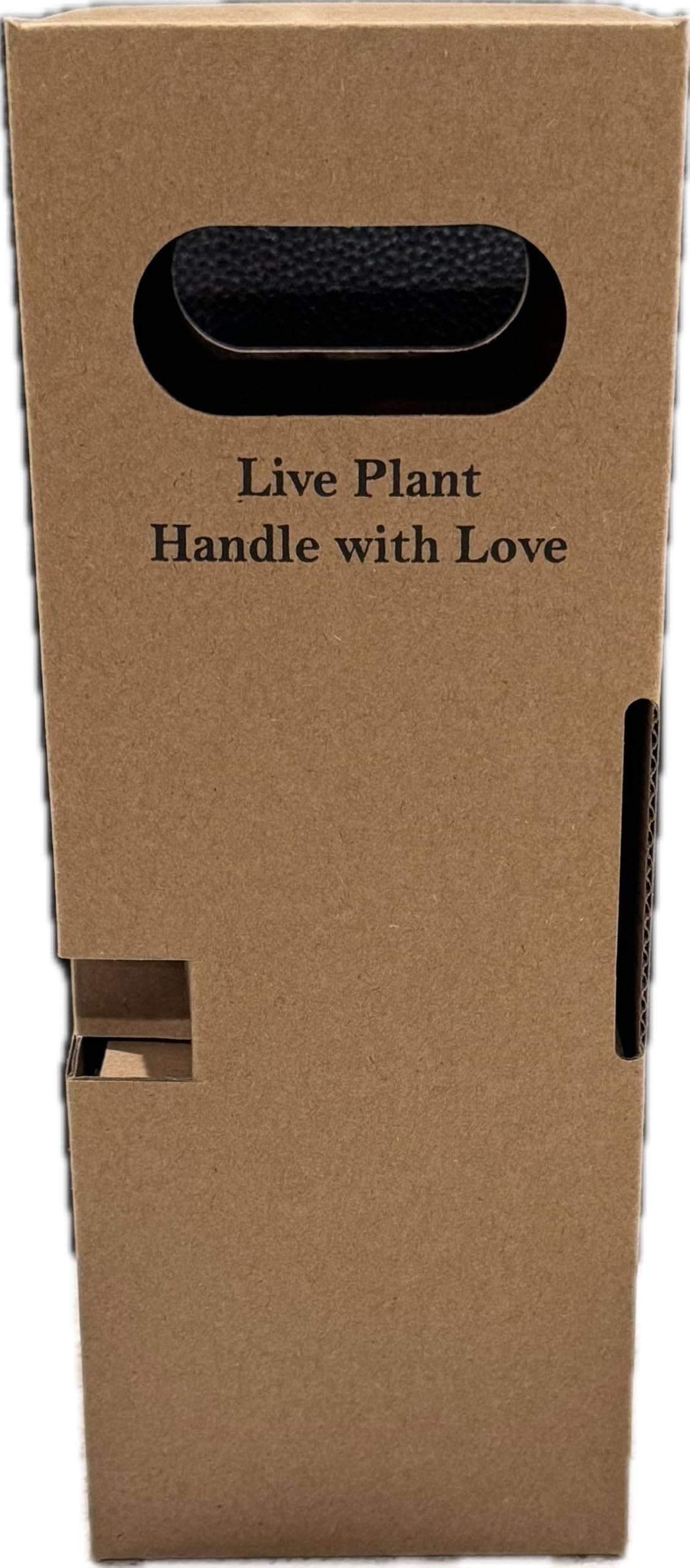 plants mania　THE SIDE UP BOX Altman Plants Zz Plant House Plant in 6-in Pot 0873095 at Lowes.com