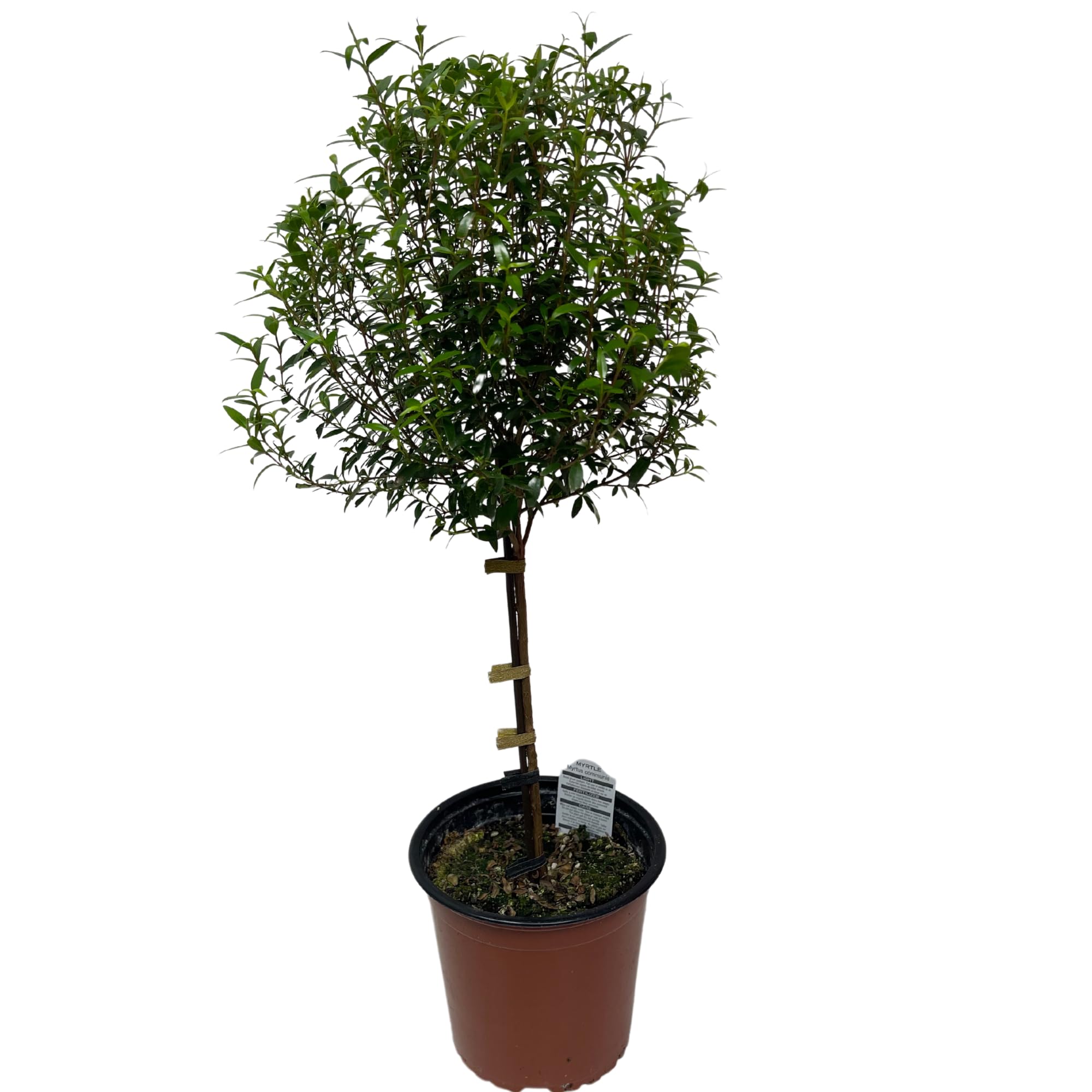 Amazon.com : Myrtle Tree Plant Live in 5 Inch Pot - Live Indoor House Plants  for Home Office Wedding Decorations & Birthday Gift : Patio, Lawn & Garden