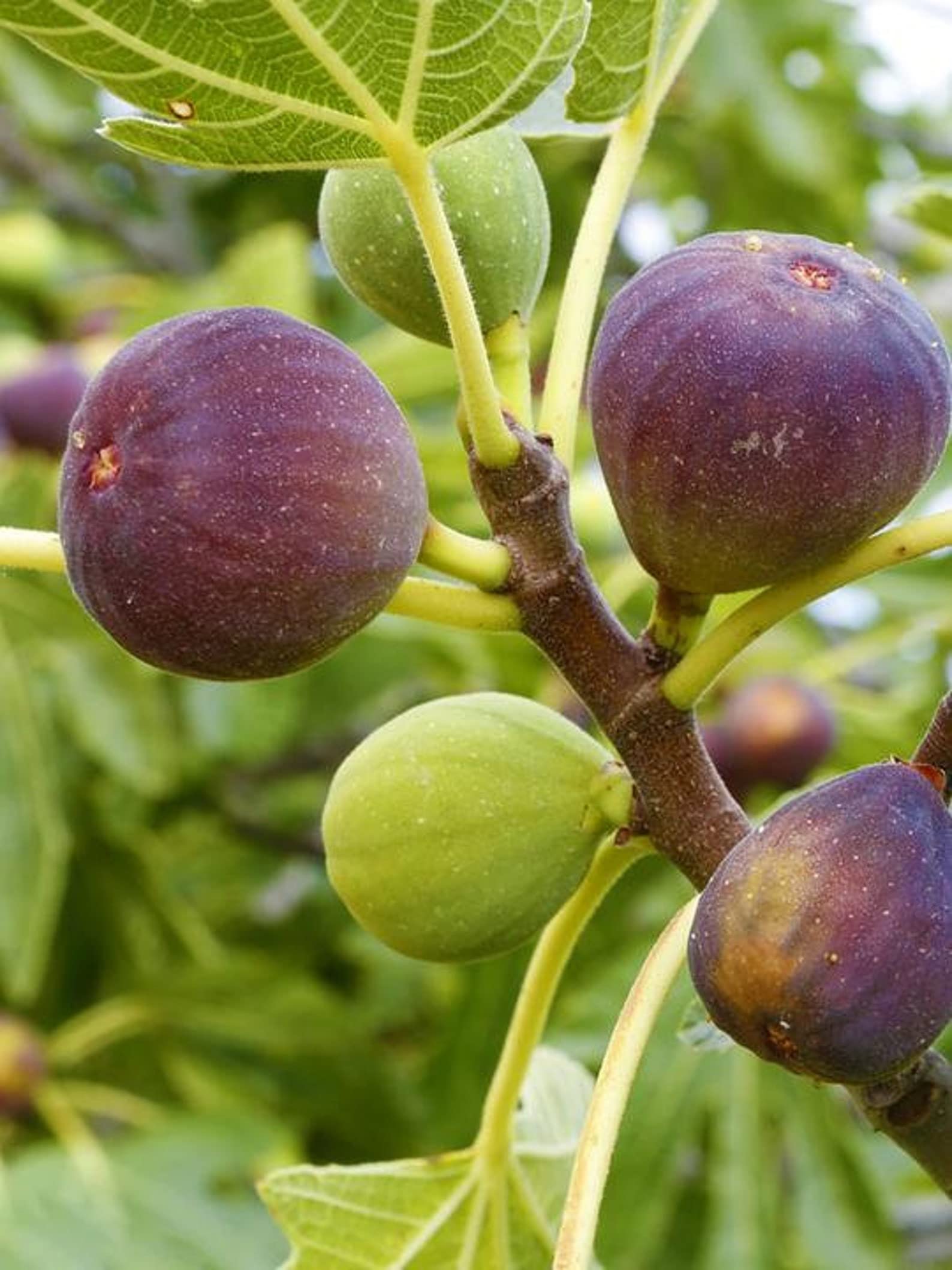 See full amazon price history chart for M-Tech Gardens Rare Hybrid Fig " Turkey Brown " Exotic 30 Fruit Seeds for Growing M-Tech Gardens Rare Hybrid Fig " Turkey Brown " Exotic 30 Fruit Seeds for Growing (B0BNPS7V3Q) Amazon Price History, Amazon Price Tracker