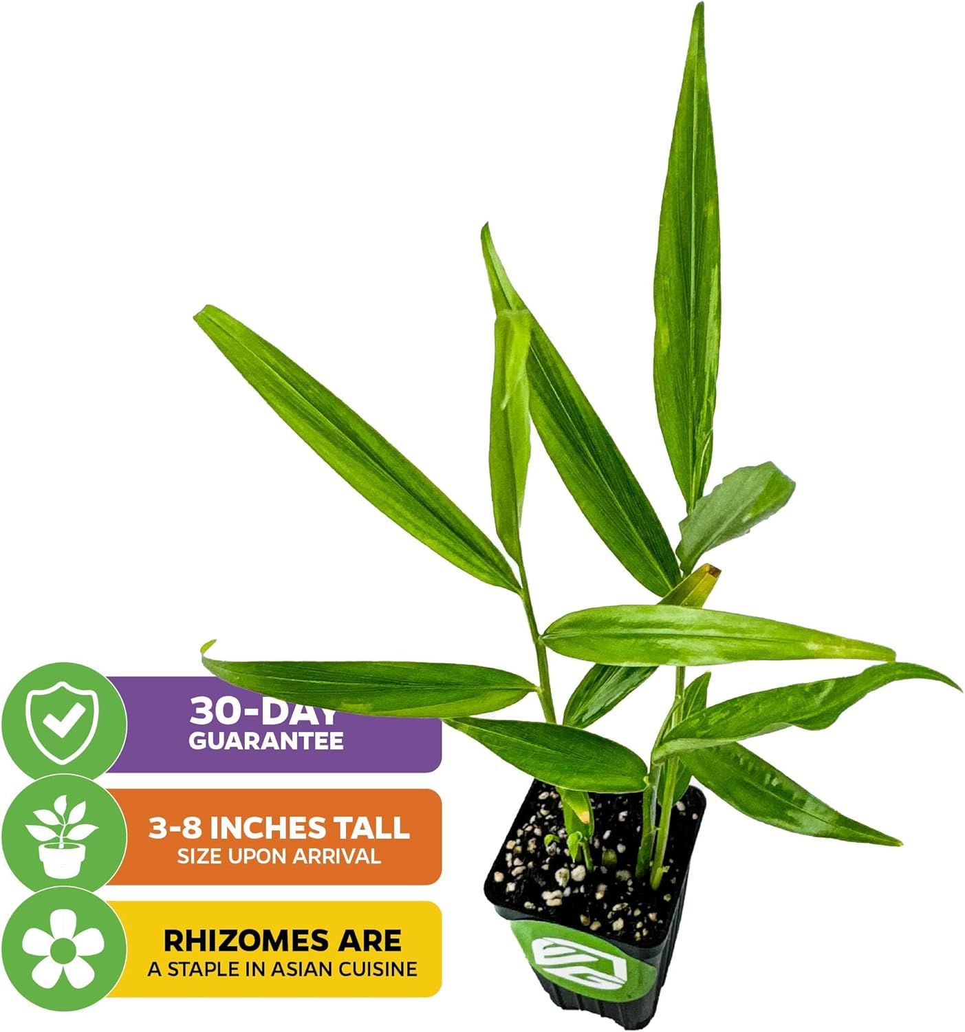 Ginger (Common Cooking Variety) Live Plant - Zingiber officinale by Wellspring Gardens Starter Plant - Houseplant for Culinary Use and Garden Planting - Rhizome, Container-Friendly, Indoor (2-Pack)