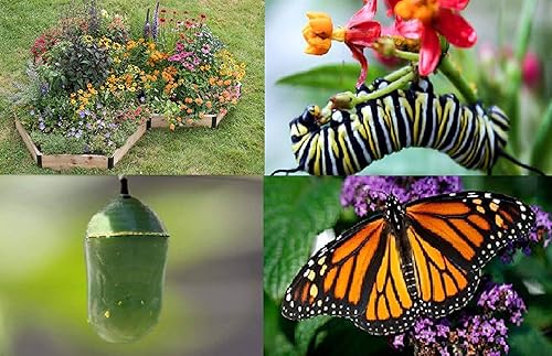Miniatura 4 de Kit de jardín de mariposas monarca, 28 especies de semillas de algodoncillo y flores silvestres perennes, si lo cultivas, vendrán las monarcas -