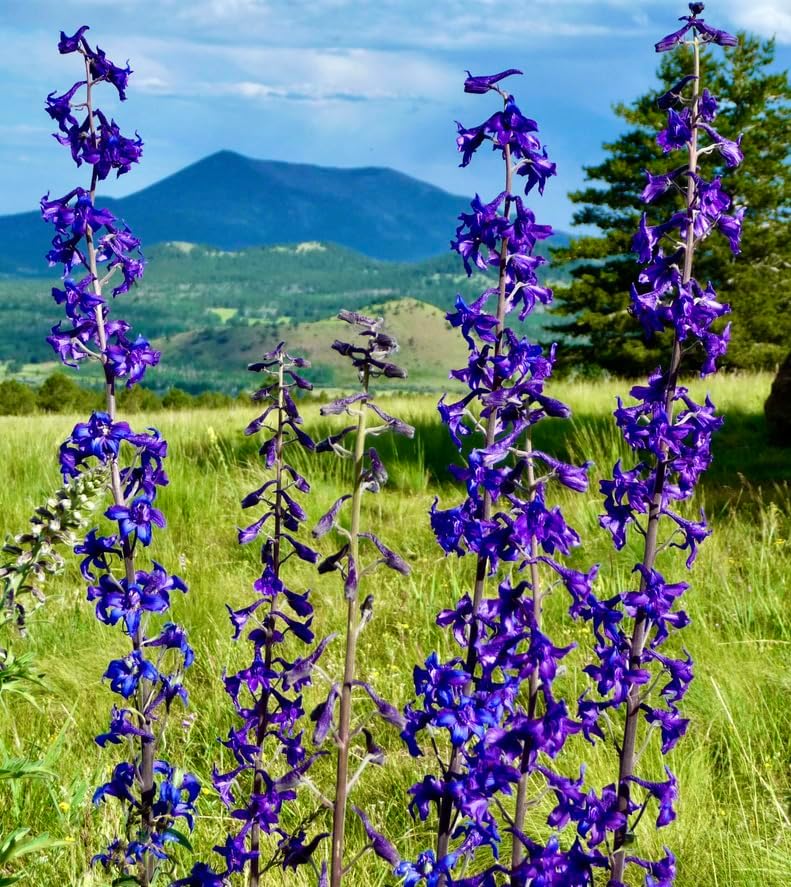 Miniatura 4 de Rocky Mountain Penstemmon Seeds - Atrae abejas y otros polinizadores