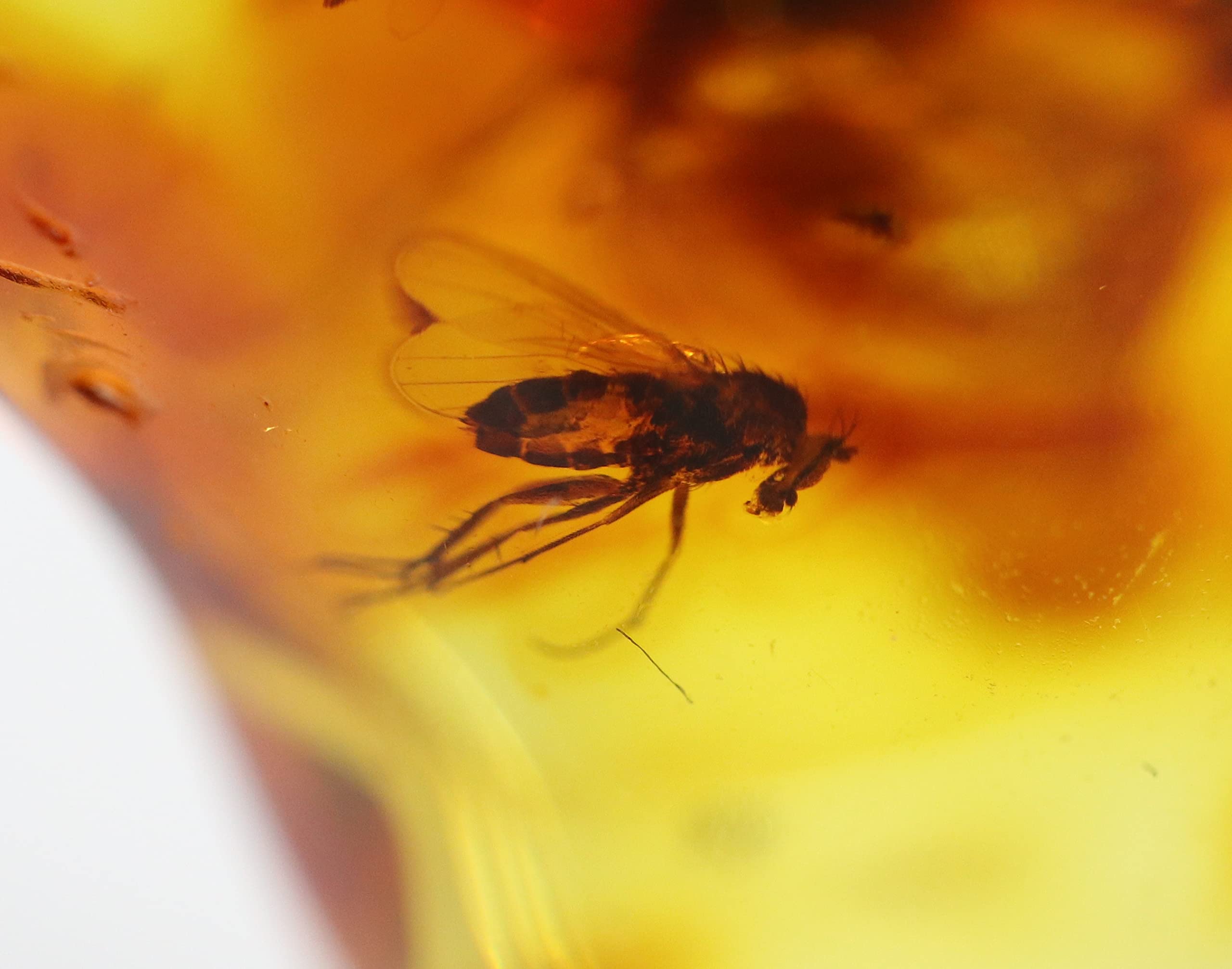 Ambre de la Baltique avec Insecte Capturé Il Y a des Millions d'Années - Confinement Fossile Certifié de Lituanie