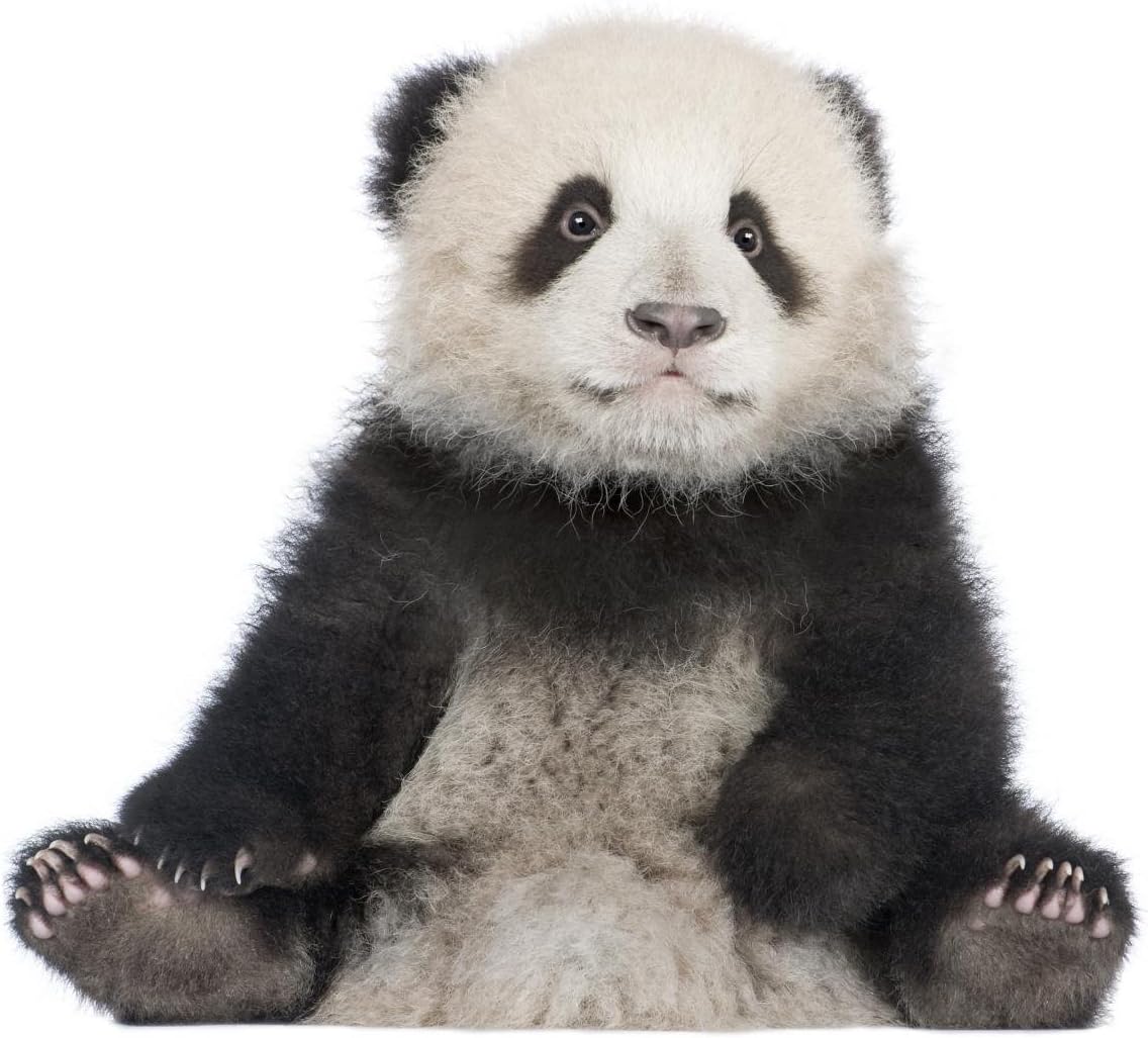 Wallmonkeys Giant Panda 6 Months Ailuropoda Melanoleuca Wall Decal Peel and Stick Graphic WM97358 (18 in W x 15 in H)