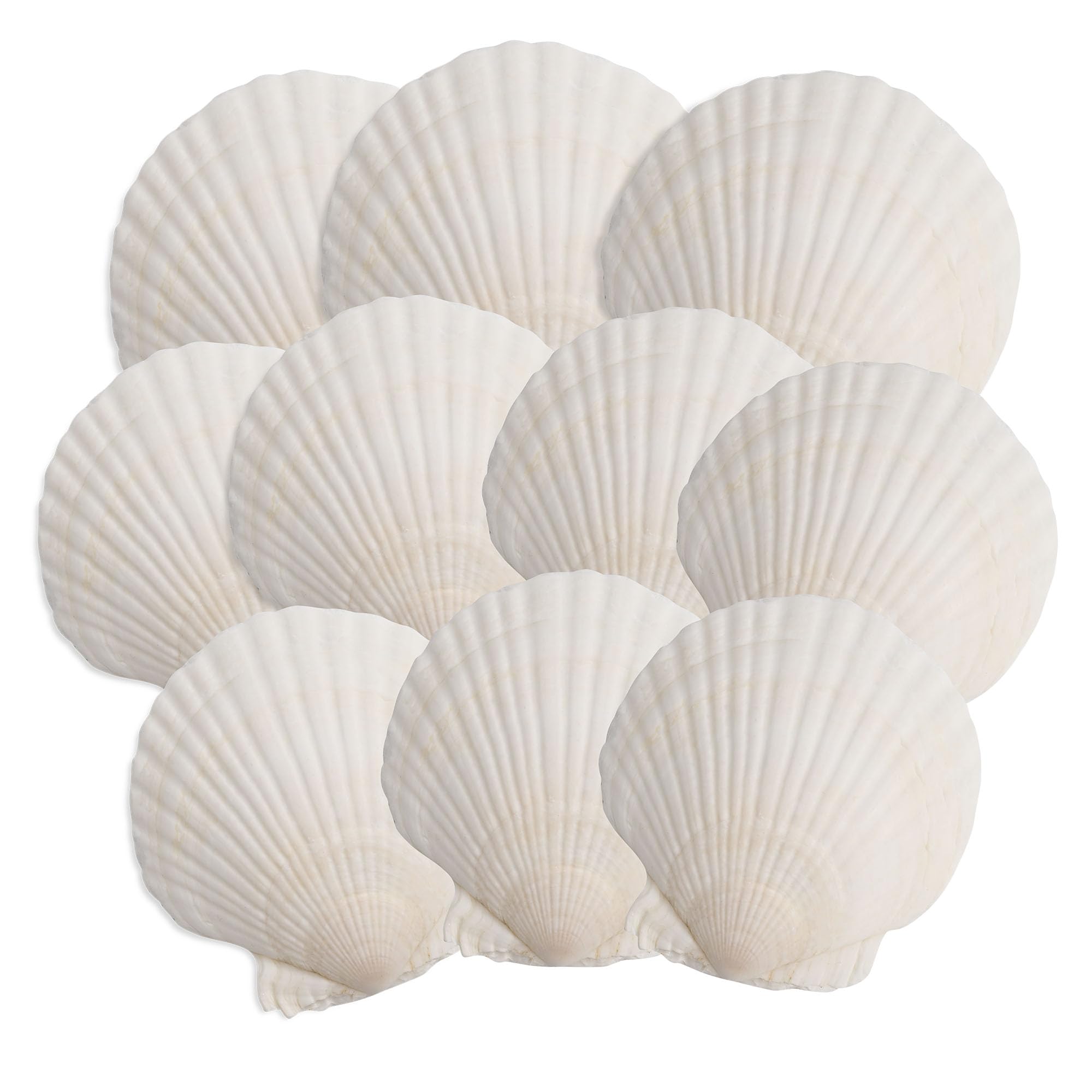 OTNBGSR 10PCS Scallop Shells - vase fillers | Mubboo