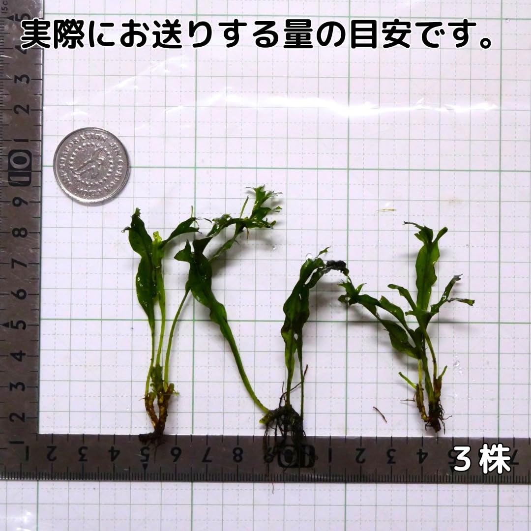 Amazon | ミクロソリウム ウェンディロブ 3株 ウィンドローブ