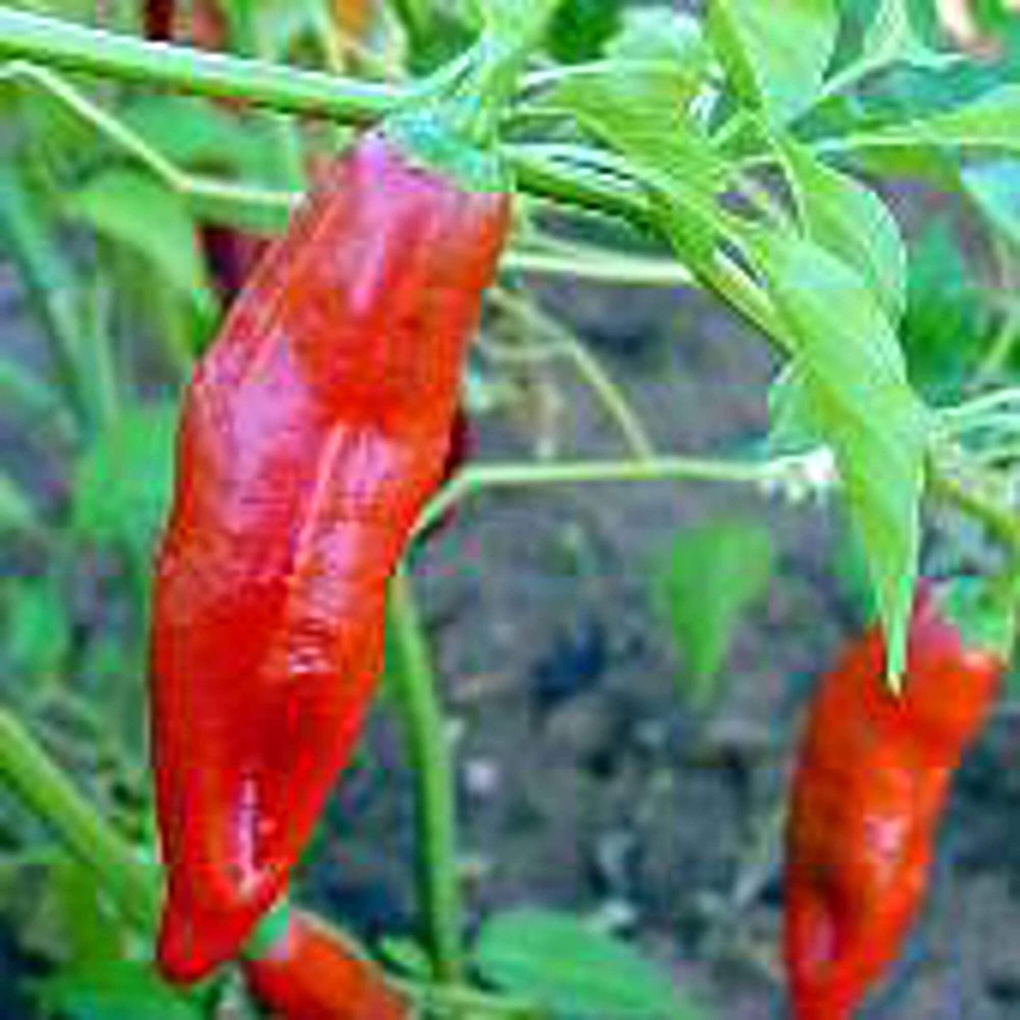 Capsicum Baccatum USDA GRIF 9213 Hot Peppers Seeds (20 Seed Pack) Seeds for Planting in Gardens, Greenhouse, Farm, Vegetable Seeds