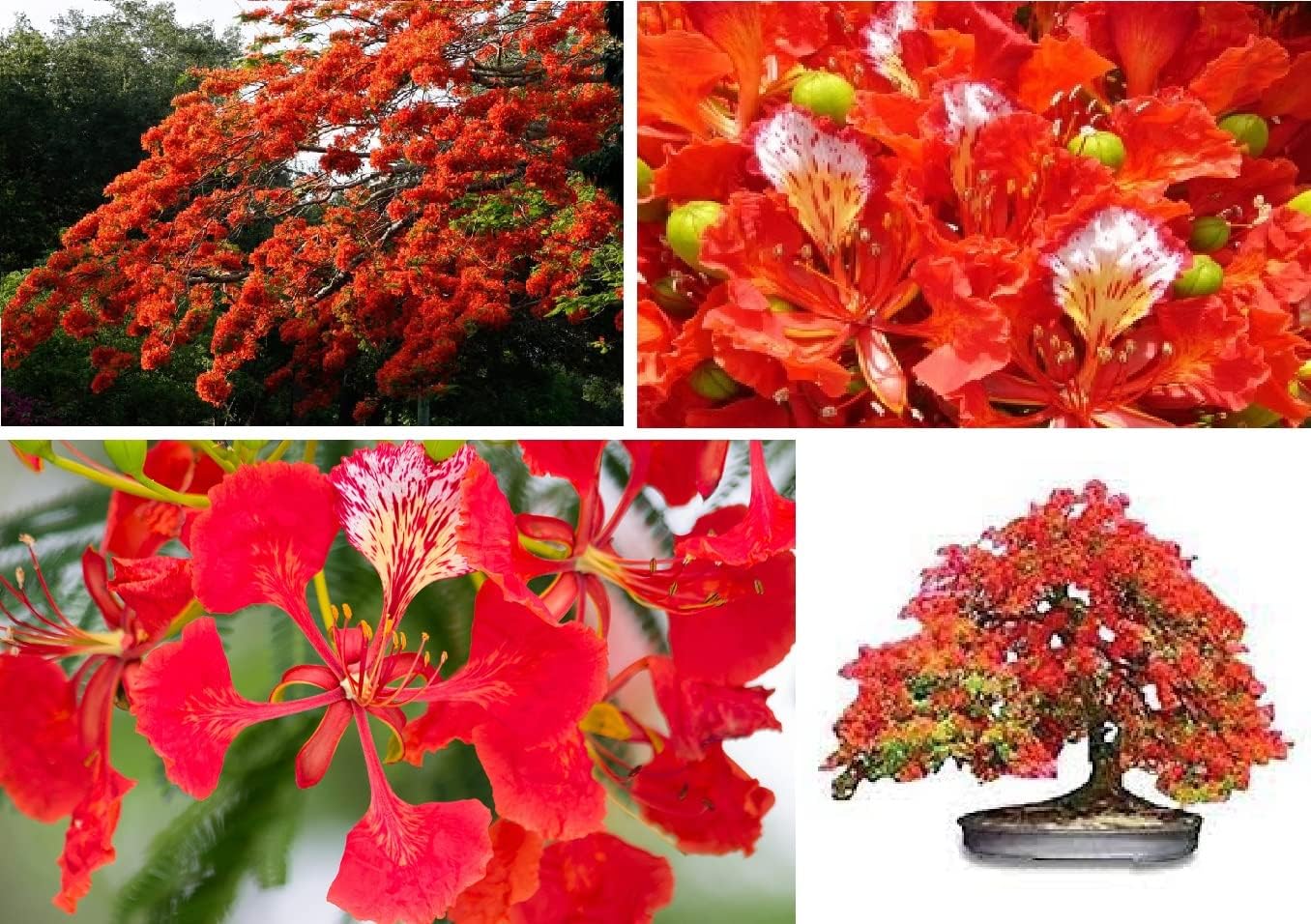 Flame Tree Seed | Royal Poinciana | Delonix Regia | 10 Seeds