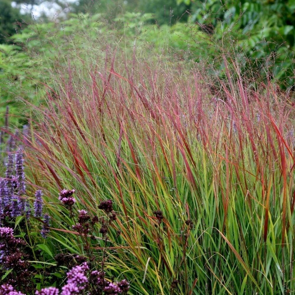 Plant Theory 9cm Pot Panicum Virgatum Rehbraun Switch Grass Plant
