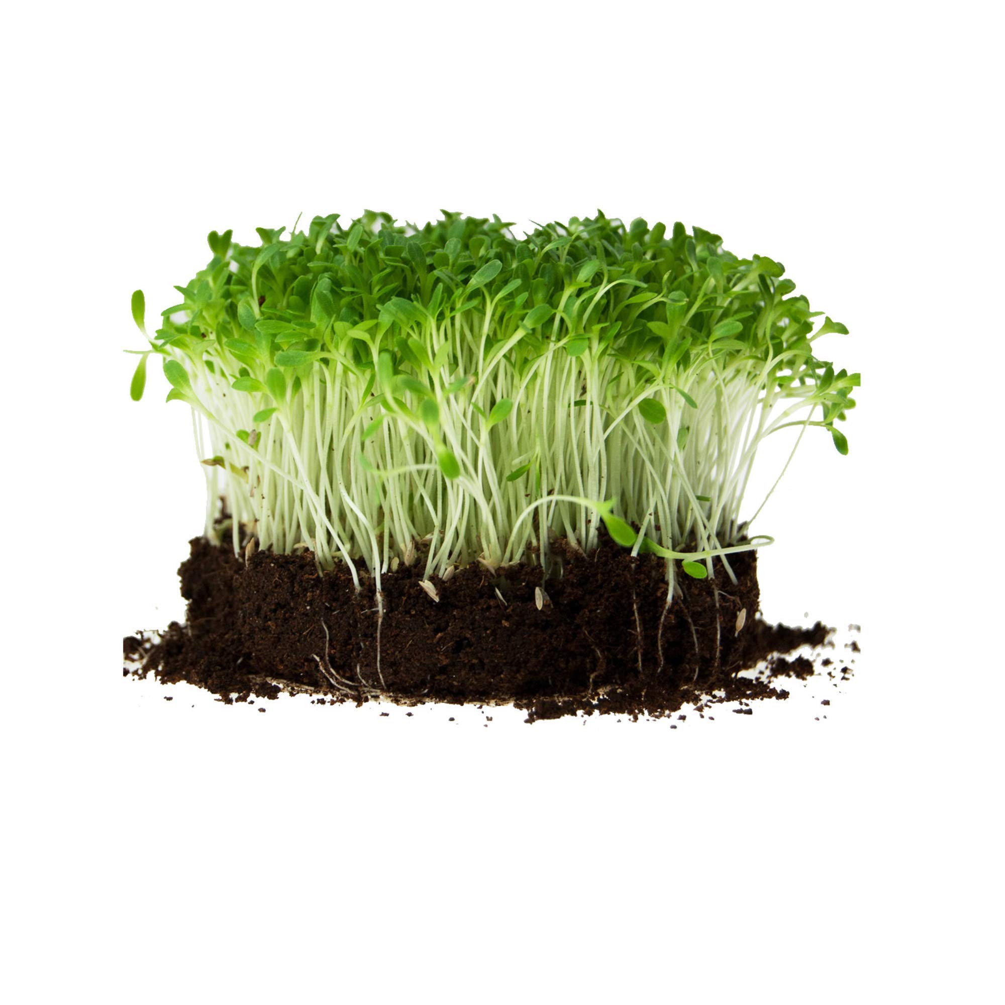 Mountain Valley 1 lb Romaine