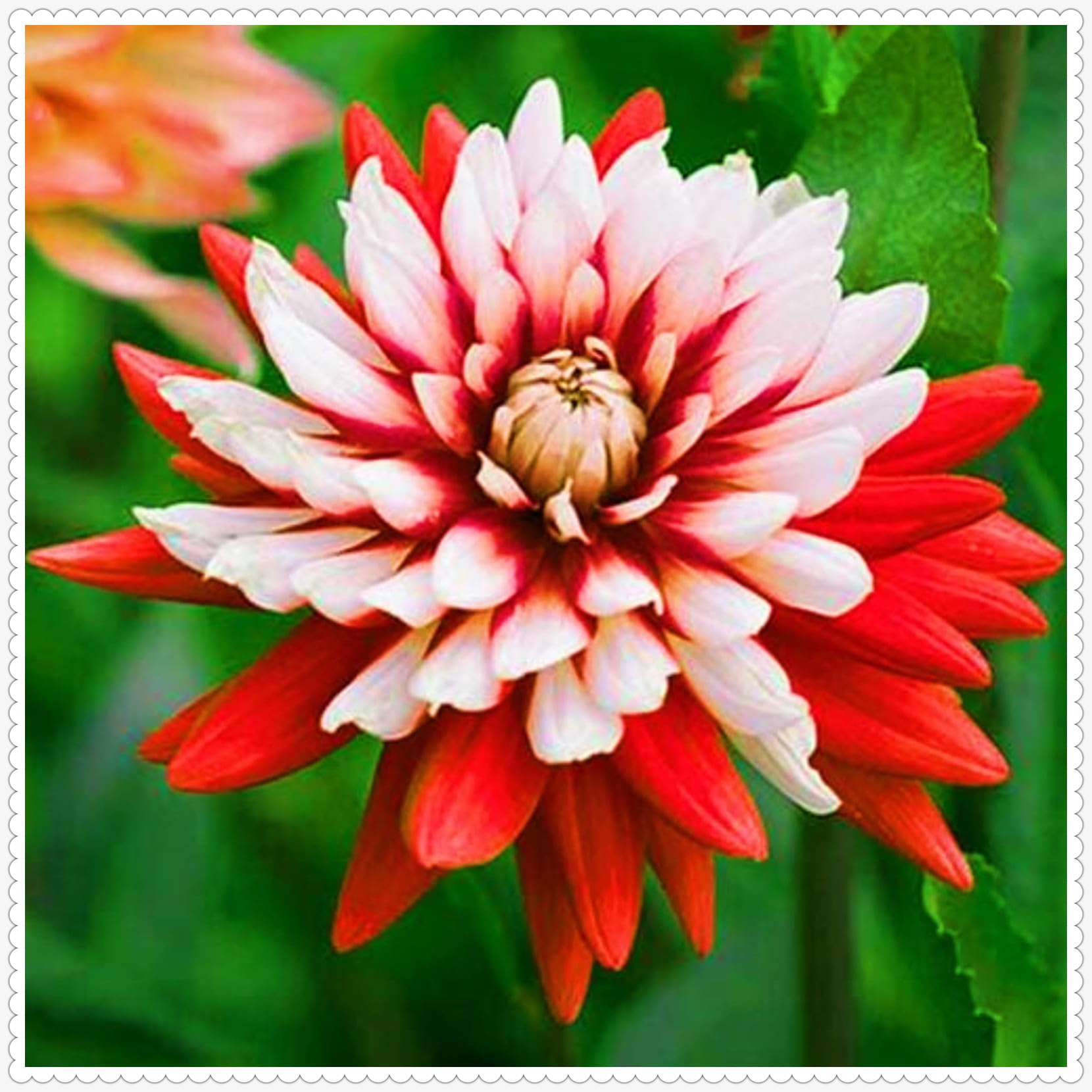 Dahlia Bulbs Mix for Planting Now UK,Strong Plants That Grow Well,Dahlia Tubers Bulk,Beauty of Garden,Gift Ready,Hardy Perennial,Wedding Flowers Cut Flowers-8bulbs-B