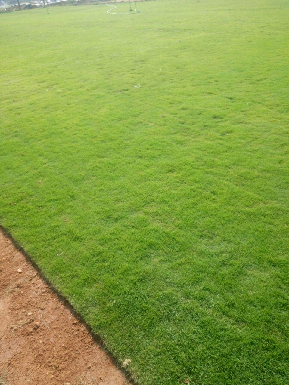 Syed Mexican Grass Seeds 1 kg per Pack