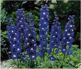 PREMIER SEEDS DIRECT - Delphinium Dwarf - Magic Fountain Series - Dark Blue with White BEE - 60 Seeds
