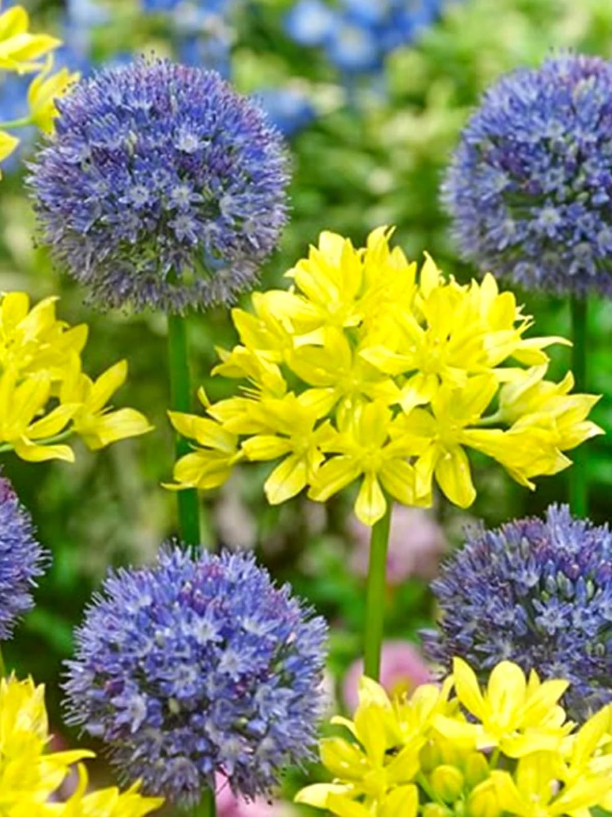 Stunning Allium Bulbs Mix for Planting Now UK/Greening Flower/Good for Containers/Natural Organic/Strong Plants That Grow Well/Cut Flowers/Wedding Flowers.-8bulbs-E