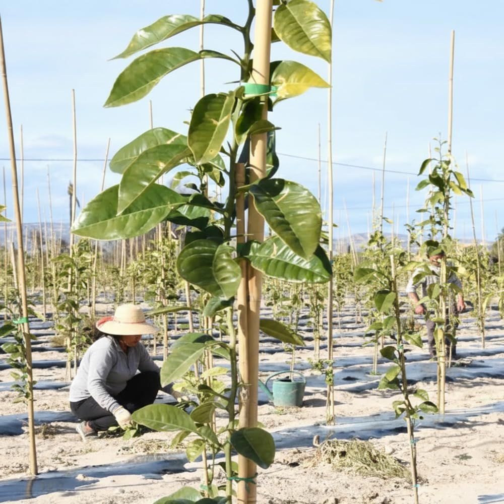 Suinga 500 Stück, Bambusstützen für Pflanzen 90 cm (6-8 mm) – Bambusstäbe, Stützen für Pflanzen, Gemüse, Tomaten, Bambusstäbe