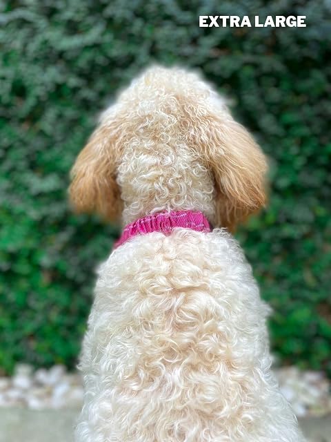 Foto 6 de 8 de Collar para Perro Resistente con asa Tuff Pupper