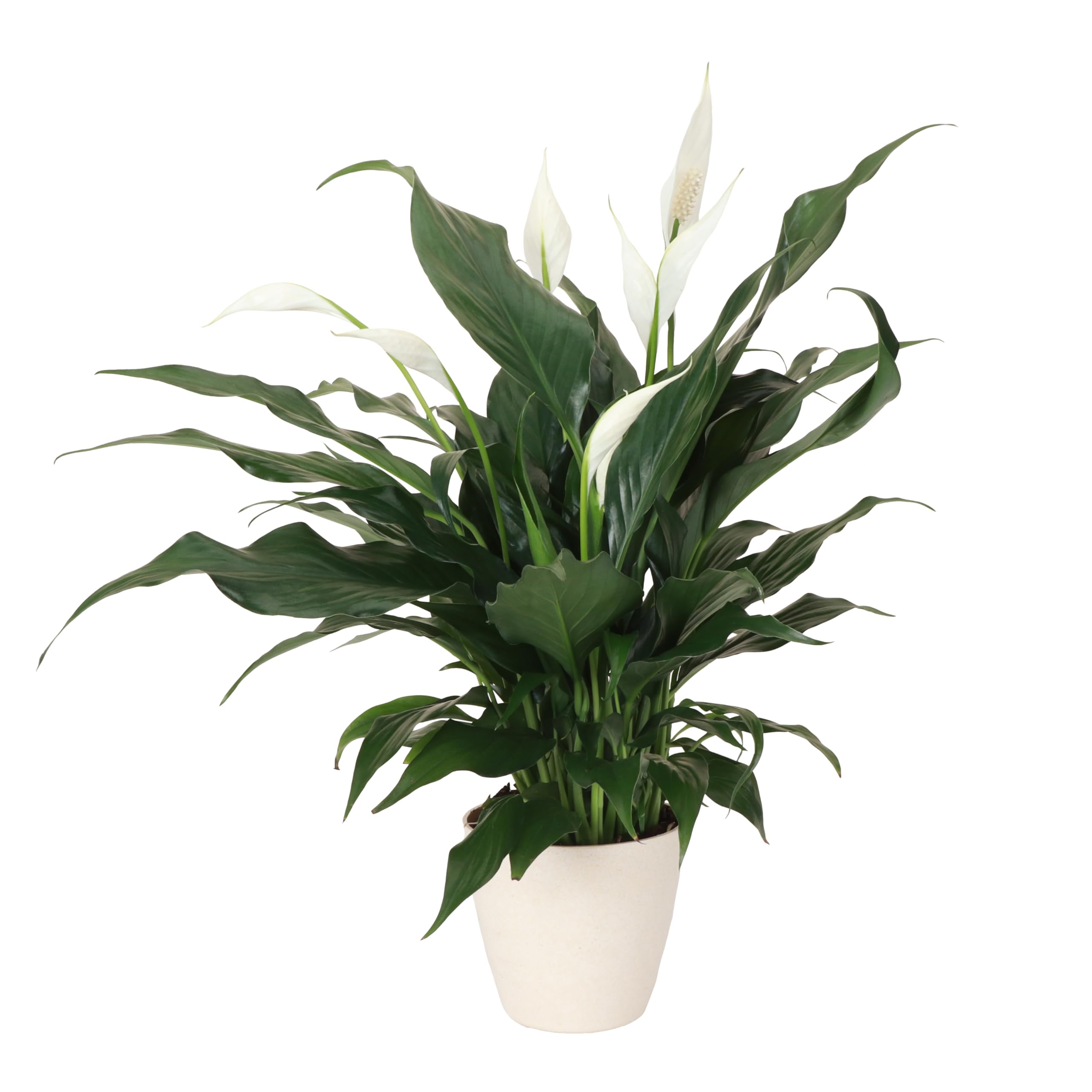 Thorsen's Peace Lily