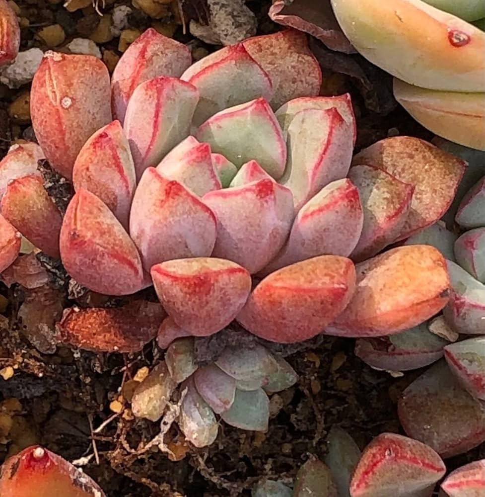 札付き　ラウ030 × ケッセルリンギアナ　エケベリ屋（つぶつぶ屋）さん苗 多肉植物 つぶつぶ屋さん3個セット 札付き 抜き苗 - メルカリ