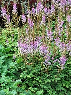 Perennial Farm Marketplace Astilbe c. 'Pumila' (False Spirea) Perennial, Size-#1 Container, Purple-Rose Spikes