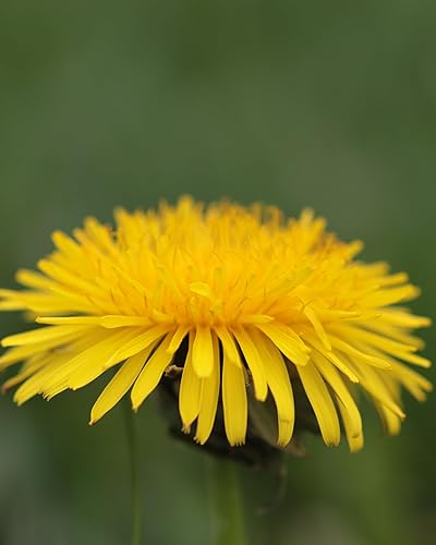 Miniatura 9 de Herb Pharm Certificado Orgánico Sin Alcohol Raíz de Valeriana Glycerita para un sueño reparador - 1 onza, GLDAND04, 1, 1