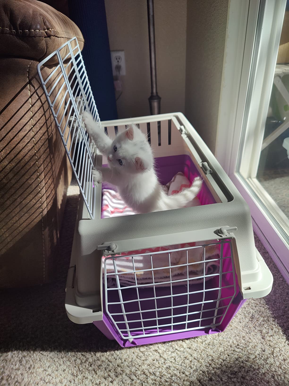 10/mo Finance Atlas TwoDoor Pet Carrier Easy Assembly Pet Carrier