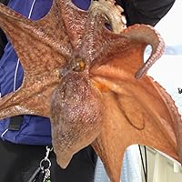 Amazon | アルファタックル 海人 明石タコ 170 大 | alphatackle