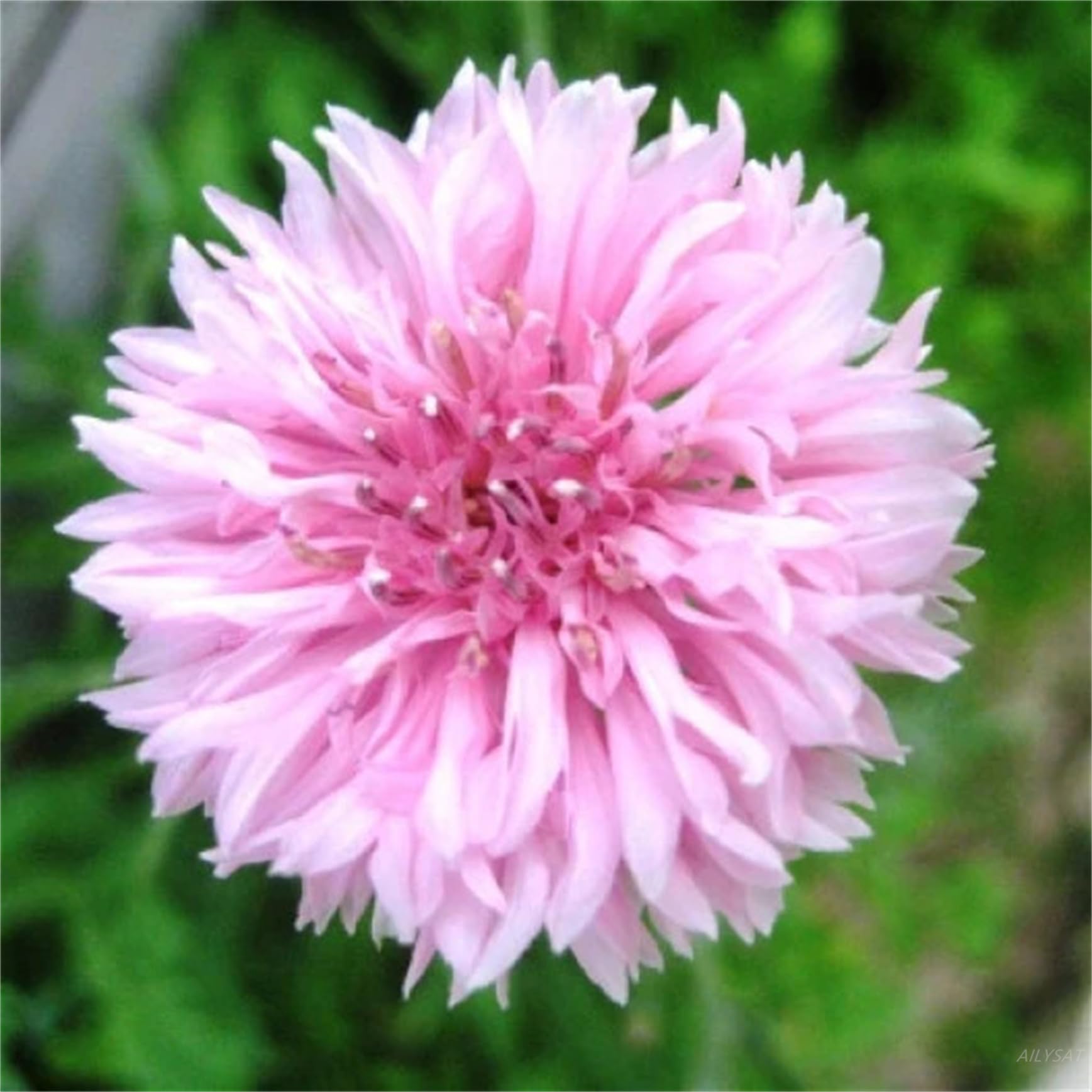 Happy Farm Garden Flower Seeds 200+ Centaurea cyanus - Cornflower/Bachelor Button Seeds - Tall Pink