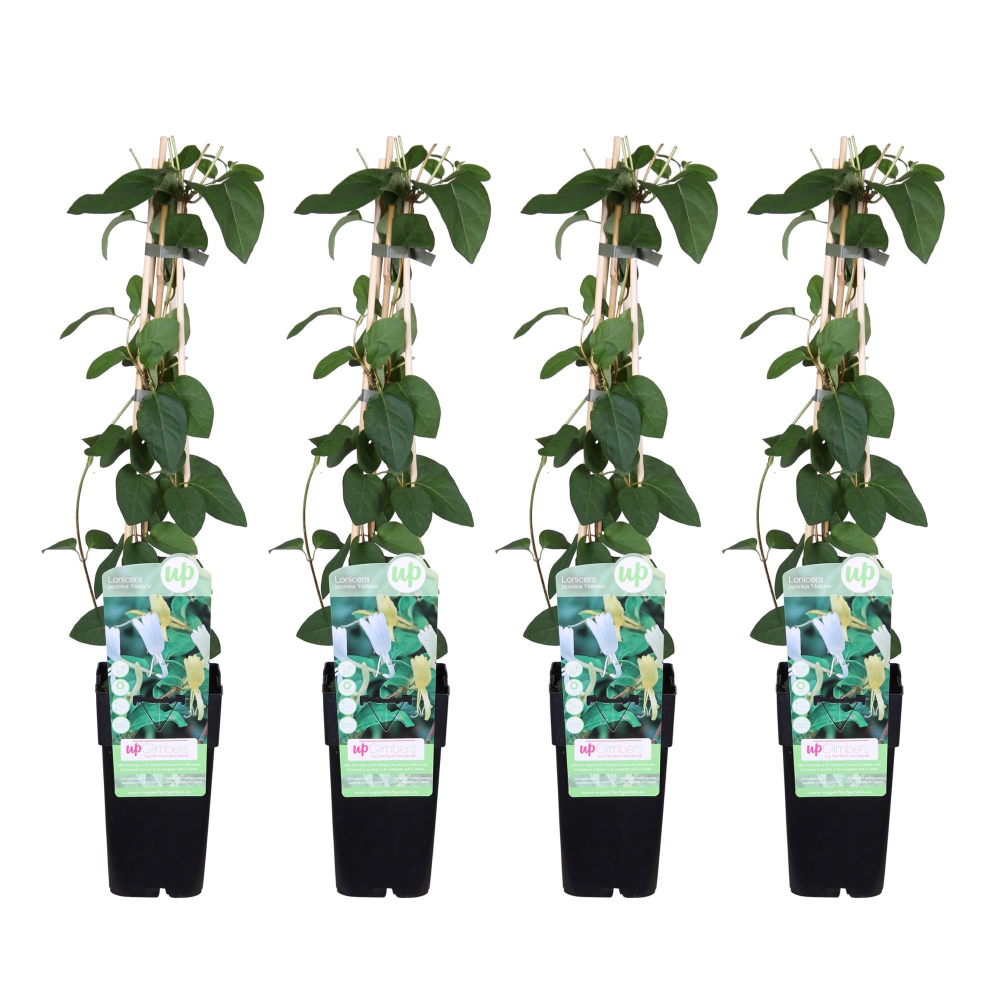 Madreselva Lonicera 'Halliana' Blanca para Jardín, Pack de 4, 65cm, Ø15cm