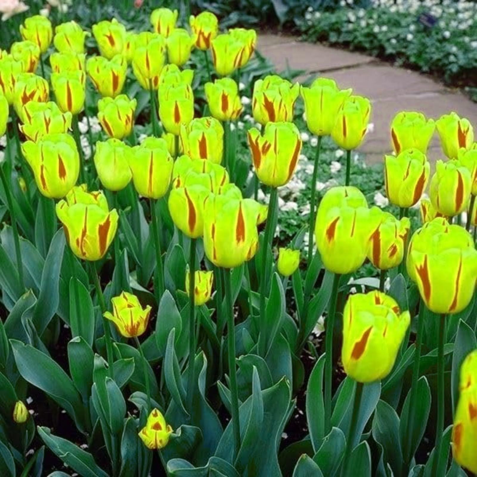 Tulip Bulbs,Flowering Rhizome,Hardy,Excellent Display,Greening Flower,Tulip Tubers UK,Cut Flowers,Good for Containers,Flowering Root,Perennial,Iridescent,Balcony Garden Bulbs.-5Bulbs-J