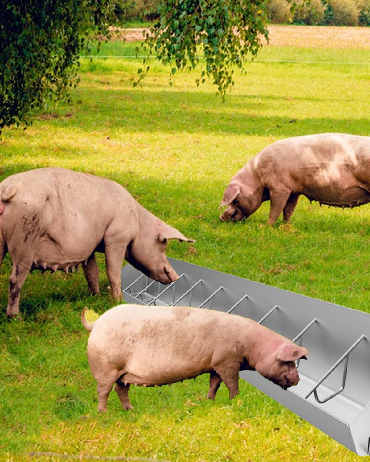 Mangiatoia, mangiatoia e abbeveratoio per suini da Esterno zincati, mangiatoia Resistente per 5-10 suini, Ideale per allevamenti di Pecore, Cavalli e Alpaca (10 Scomparti per Carte)