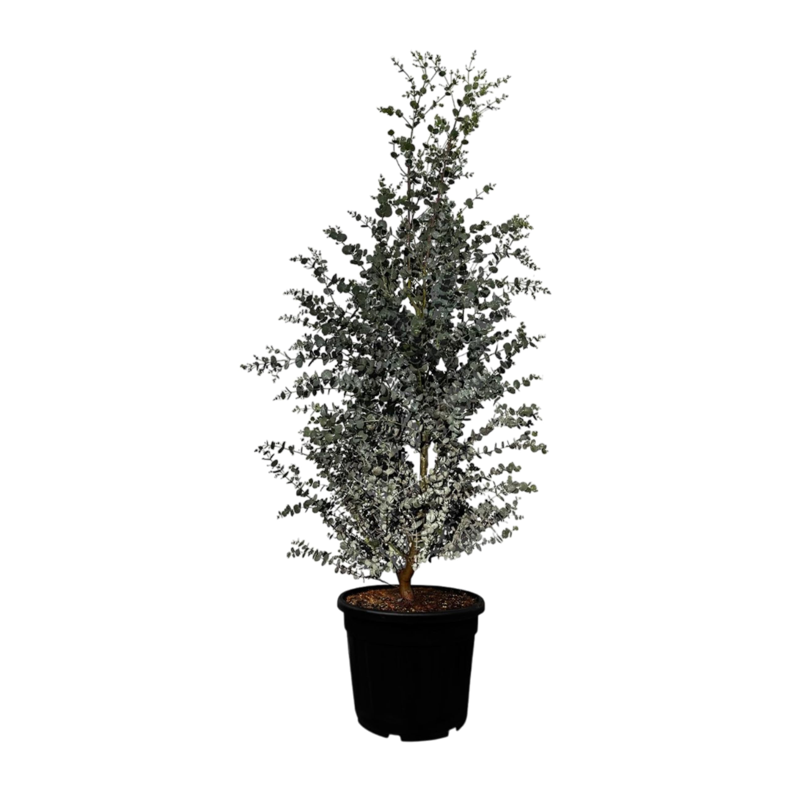Sunny Tree - Eukalyptus - Gunnii 'Azura' Pflanze - 140 zentimeter - Winterhart