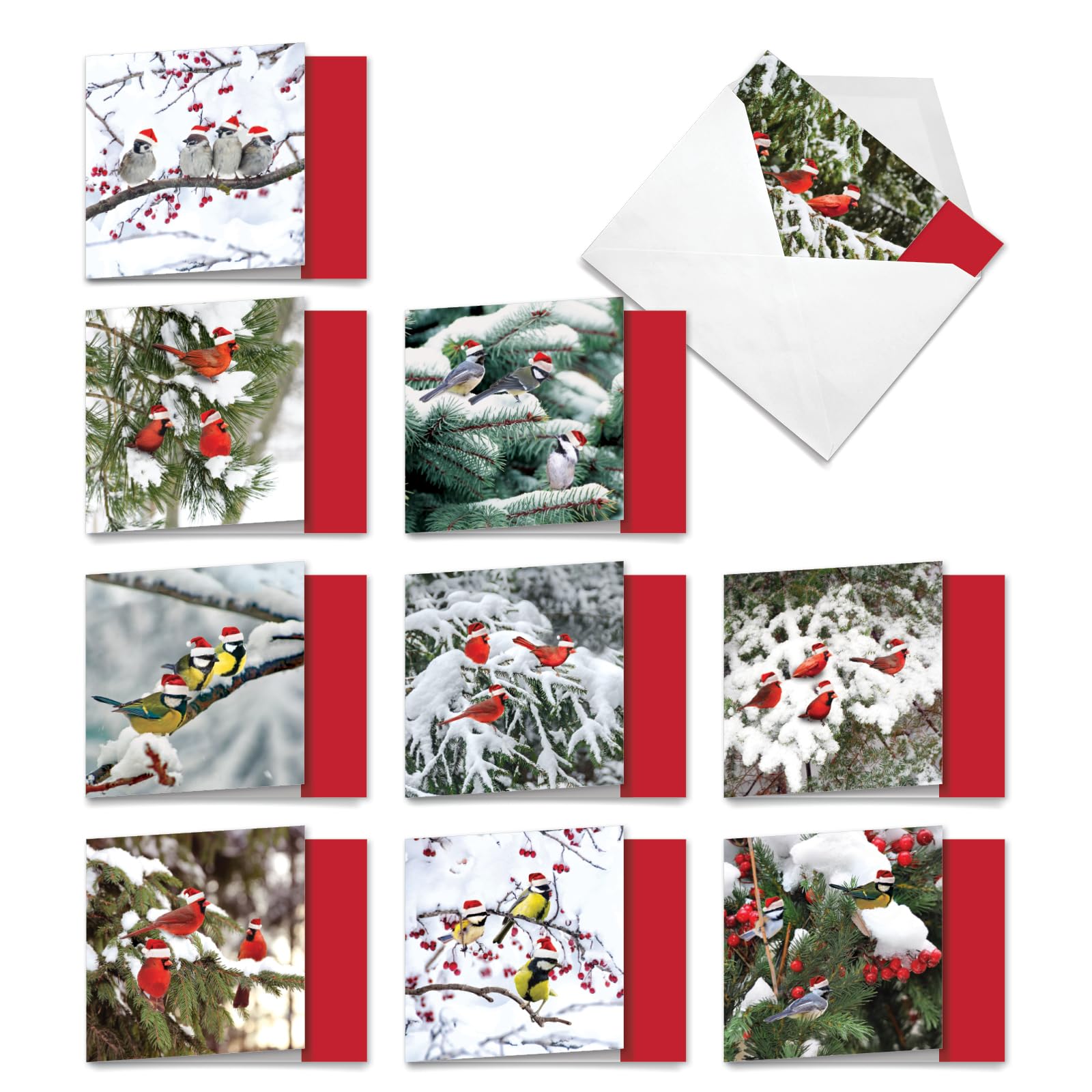 Best Card Co 10 Christmas Boxed Cards Birds MQ5030XSG-B1x10