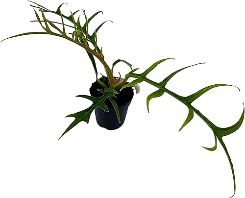 BubbleBlooms Phildendron Tortum Bipinattifidum en maceta de 2 pulgadas Rare Philo