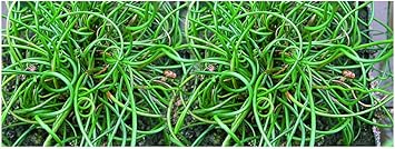 Image Juncus effusus VAR. spiralis (Corkscrew Rush)-None-7 cm Image Juncus effusus VAR. spiralis (Corkscrew Rush)-None-7 cm