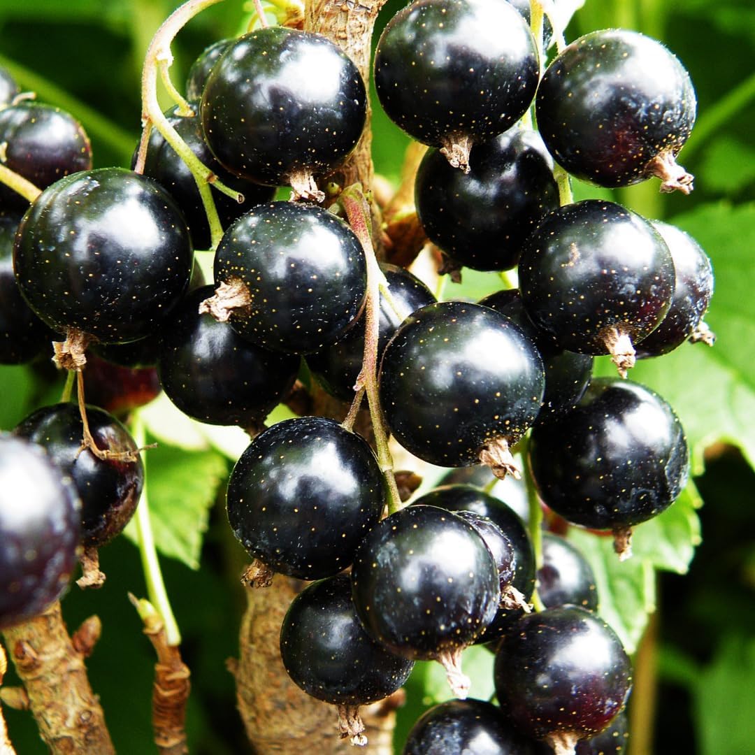Live Currant Bush Plant Fast Growing, Ready Bear Fruit Within 1 Year - No NC, WV, NH, 6-14" Tall, Great for Backyard or Orchard Growing, Currant Plant (Black)