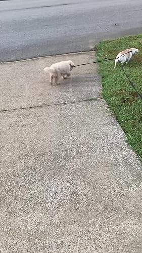 EXPAWLORER