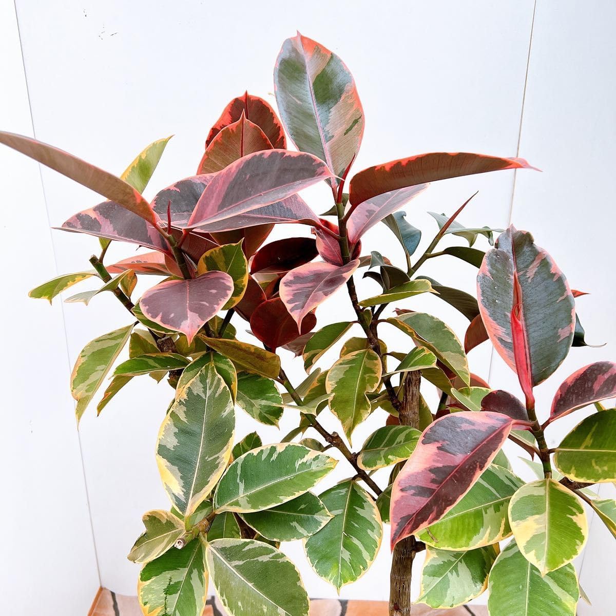 オリーブの木　ワッガベルダル　6号　80cm　NO.166　希少品種　観葉植物 NO.10496-1_1024x1024.jpg?v=