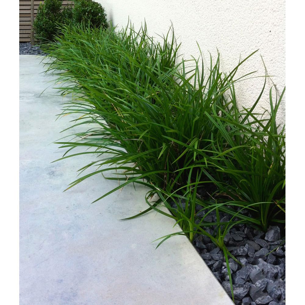 Stauden Gänge 10 x Carex morrowii 'Irish Green' Grüne Japan Segge