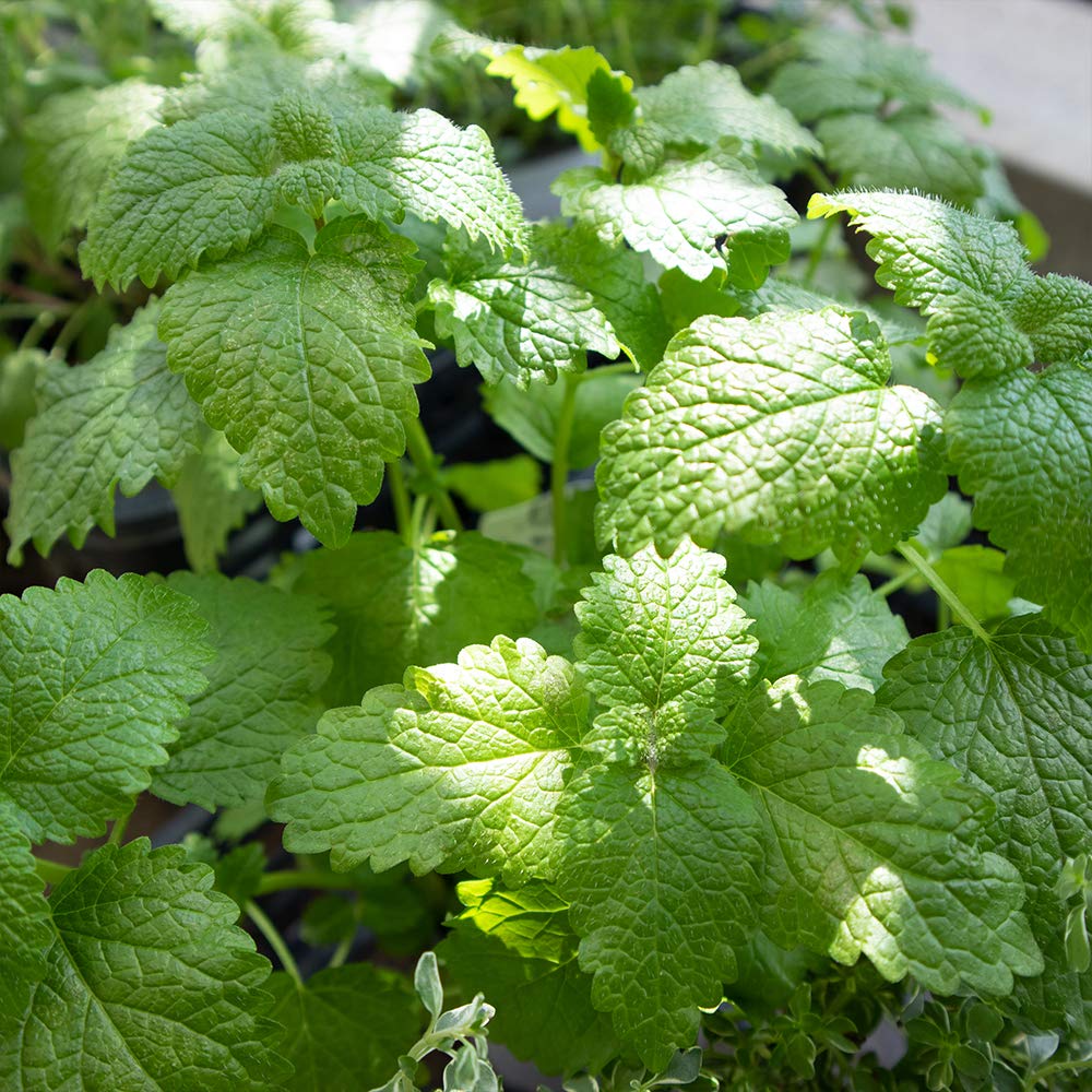 Amazon.co.jp: ITANSE ハーブ苗 レモンバーム 2個セット【おうち