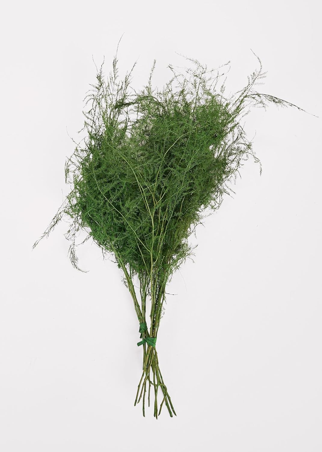 Preserved Asparagus Plumosus Fern, 12-28 Inch Real Dried Greenery for Floral Design