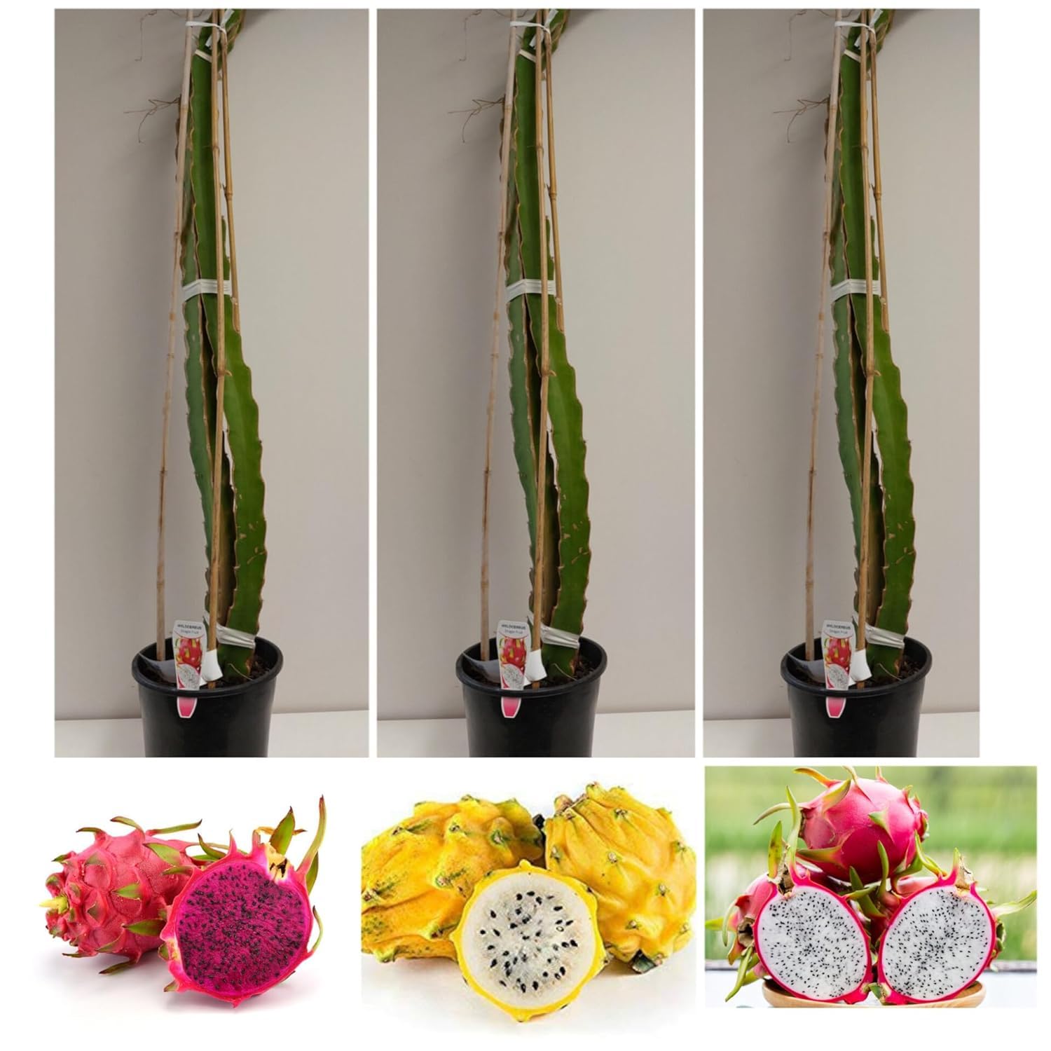 Dragon fruit plants combo || combo live plant for dragon fruit || pack of 3, CF_N14 (B0CSX648XJ) Amazon Price History, Amazon Price Tracker
