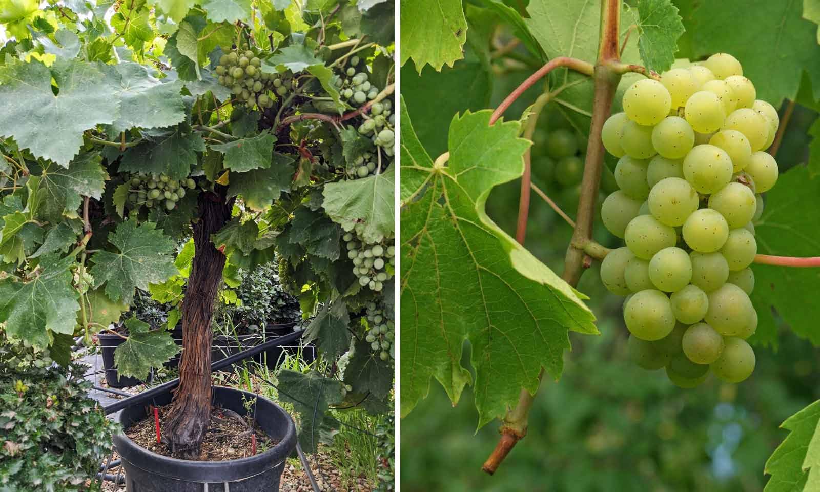 TENDER LEAVES Green Grapes (Angur) Live Fruit Vine Plant | Outdoor Garden, Home Terrace Balcony, Fresh Fruit Plant, Healthy Sapling-image-30