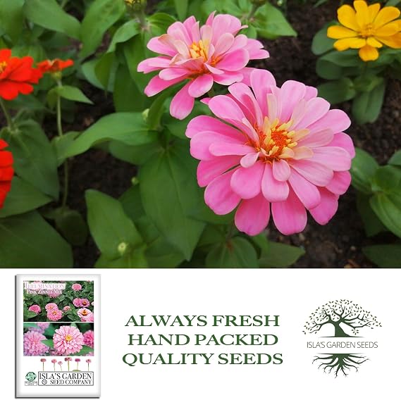 Illumination Pink Zinnia Seeds (Zinnia elegans) 50+ Heirloom Non-GMO Seeds by Islas Garden Seeds, Bright Pink Blooms, Tall Cut Flower, Summer-Long Color for Beds & Borders, Pollinator-Friendly