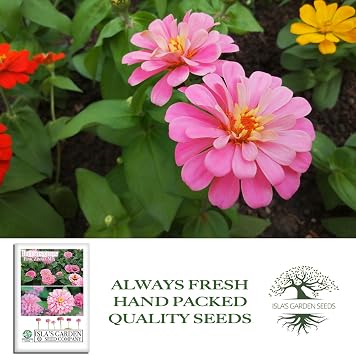 Illumination Pink Zinnia Seeds (Zinnia elegans) 50+ Heirloom Non-GMO Seeds by Islas Garden Seeds, Bright Pink Blooms, Tall Cut Flower, Summer-Long Color for Beds & Borders, Pollinator-Friendly