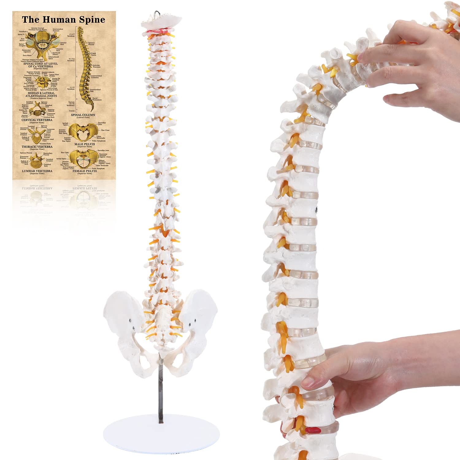 ASINTOD Spine Anatomy Model, Medical Human Spine Model with Explanation Drawings Adult Size 31'', Anatomical Human Spine Model with Stand for Dispay, Teaching, Studing, Rehearsal ect