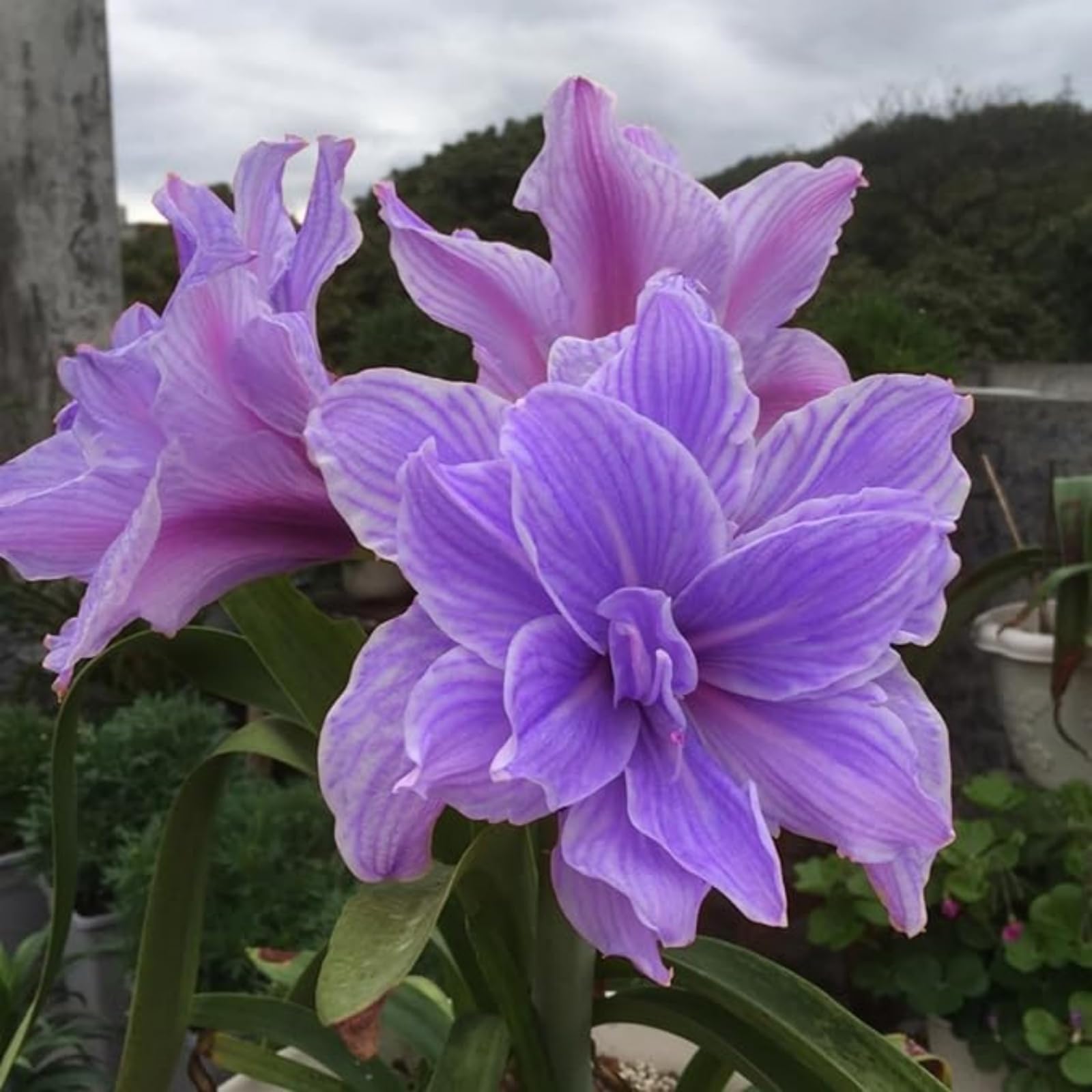 Einzigartige Exklusive Amaryllis Rhizom | Frostresistent, Pflegeleicht, Für Alle Arten von Gärten-5 Wurzeln-I